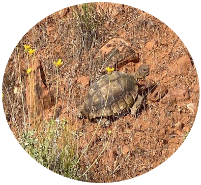 Turtle crawling on ground.