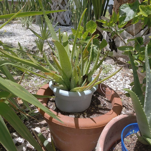 House plant with simple coil.