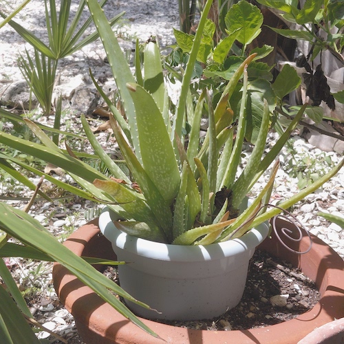 House plant with simple coil.