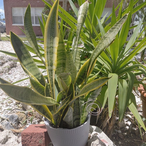 House plant with simple coil.